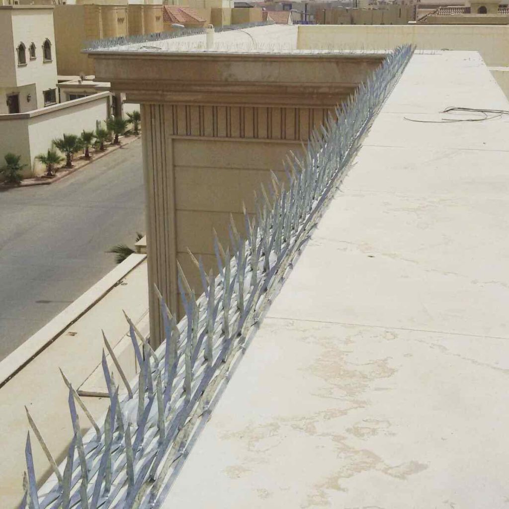 أفضل شركة مكافحة الحمام في دبي