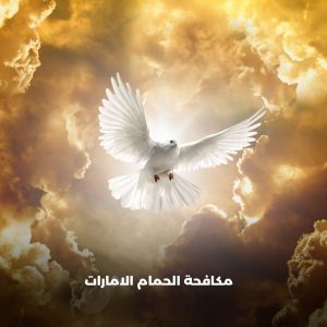 شركة مكافحة الحمام في دبي